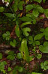 Small green wood orchid